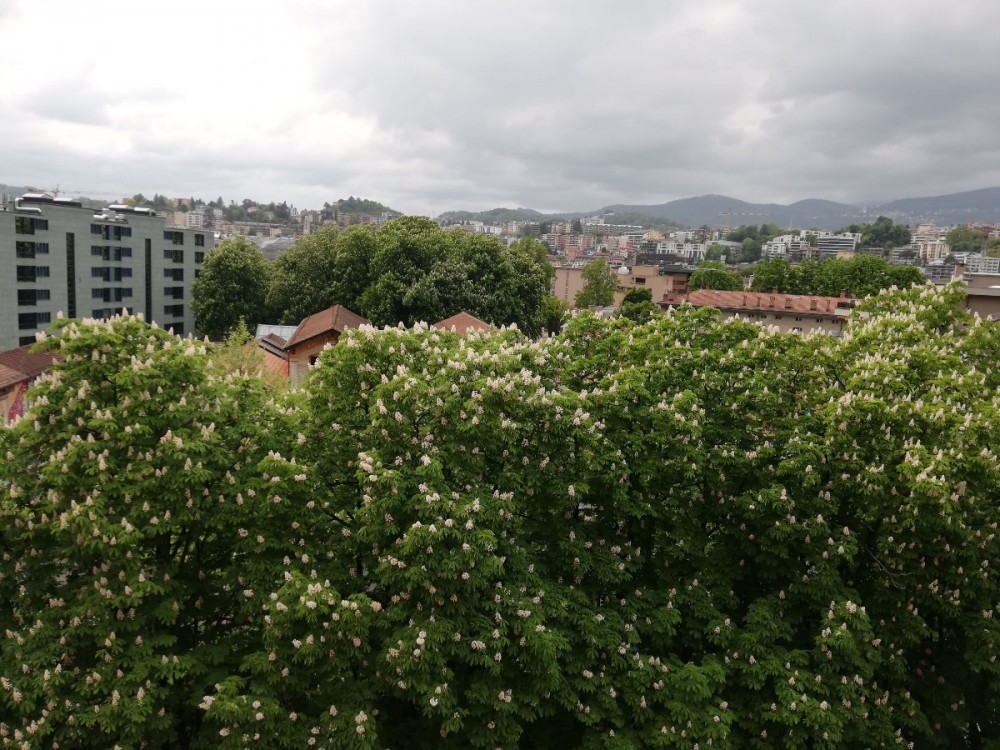 Hypno-Frog-Lugano-Amir-Imani-vista